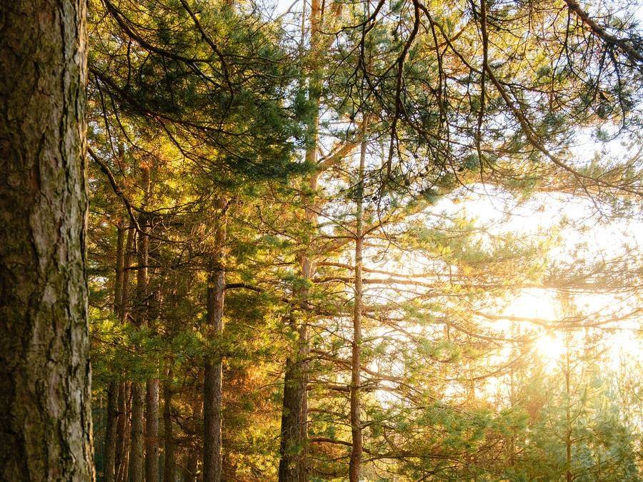 Bosque de pino con luz de atardecer